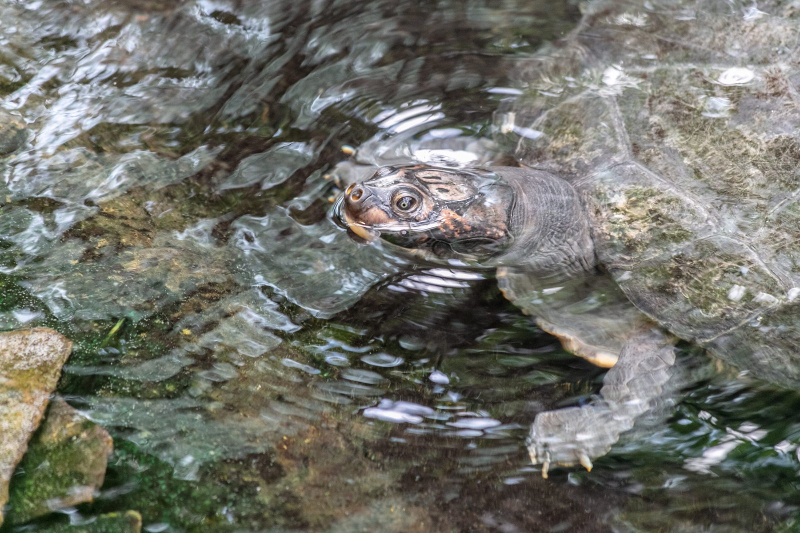 Resolução nº 26: Diretrizes para a Criação de Quelônios no Amazonas