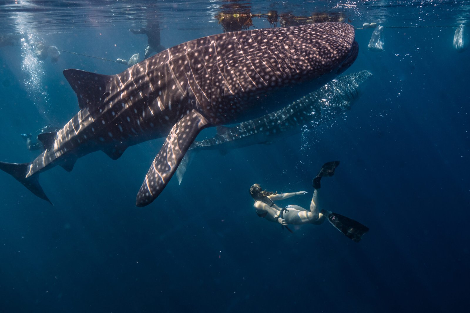 Os 10 Maiores Peixes do Mundo: Gigantes das Águas