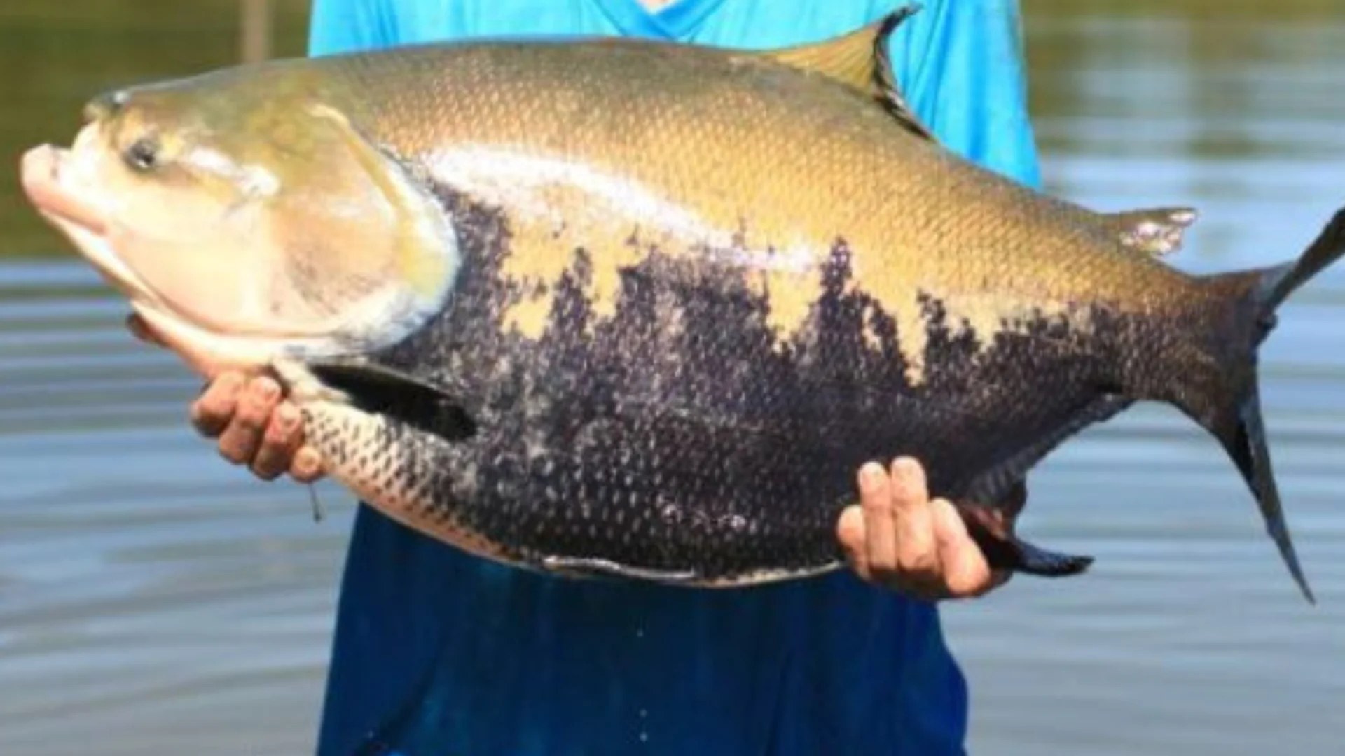 Tambaqui de 38kg é Cortado Só no Facão na Feira da Panair