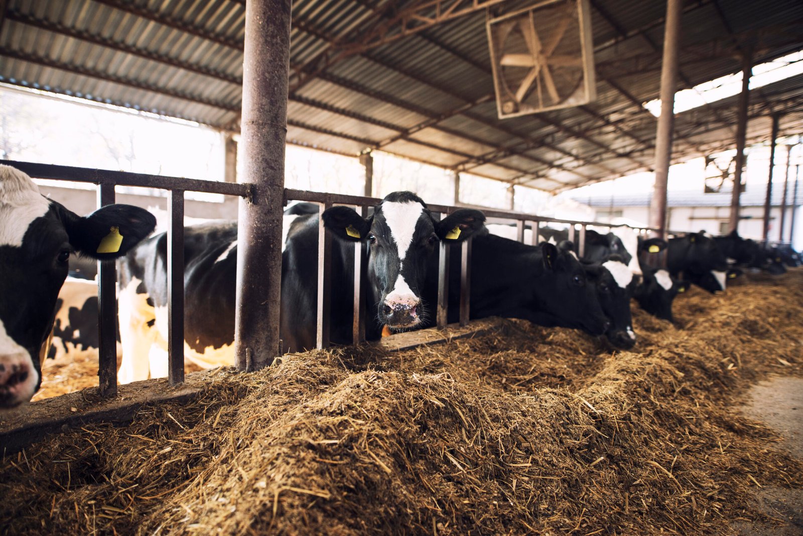 SENAR/AM promove Dia de Campo em Autazes com foco na pecuária leiteira